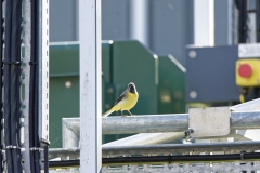 Male Grey Wagtail