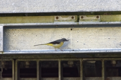 Female Grey Wagtail