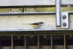 Female Grey Wagtail