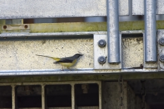 Female Grey Wagtail