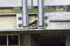 Female Grey Wagtail