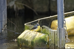 Male Grey Wagtail