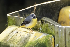 Male Grey Wagtail