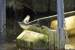 Male Grey Wagtail in Flight