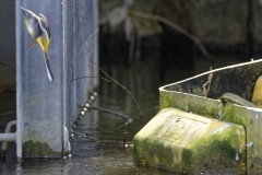 Male Grey Wagtail in Flight