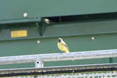 Male Grey Wagtail