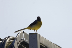 Male Grey Wagtail