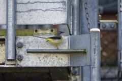 Female Grey Wagtail