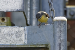 Male Grey Wagtail