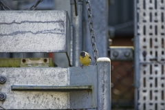 Male Grey Wagtail