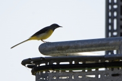 Male Grey Wagtail