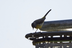 Male Grey Wagtail