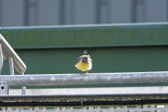 Male Grey Wagtail having a shake