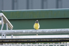 Male Grey Wagtail