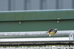 Male Grey Wagtail in Flight