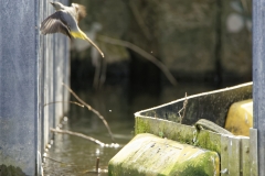 Male Grey Wagtail in Flight