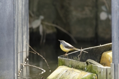 Male Grey Wagtail