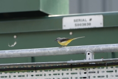 Male Grey Wagtail