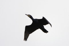 Cormorant in Flight