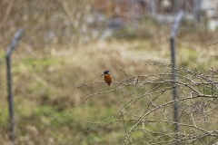 Kingfisher