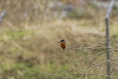 Kingfisher Front view