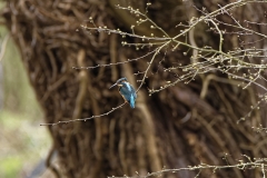 Kingfisher Back view