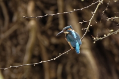 Kingfisher Back view