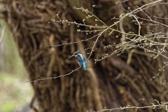 Kingfisher Back view