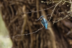 Kingfisher Back view