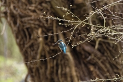 Kingfisher Back view