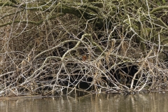 Kingfisher with fish