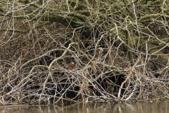 Kingfisher with fish