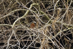 Kingfisher with fish