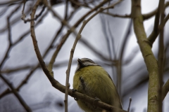 Blue Tit