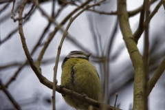 Blue Tit