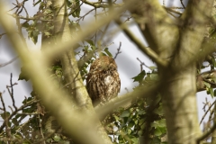 Tawny Owl