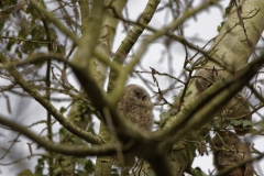 Young Tawny Owl