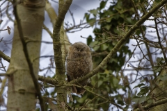 Young Tawny Owl