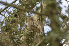 Young Tawny Owl