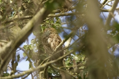 Tawny Owl