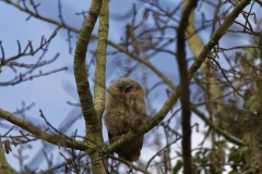 Young Tawny Owl