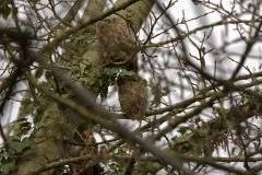 Two Young Tawny Owls