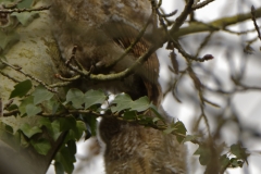 Two Young Tawny Owls