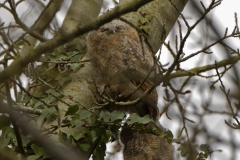 Two Young Tawny Owls