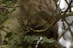 Two Young Tawny Owls