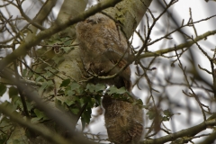 Two Young Tawny Owls