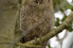 Young Tawny Owls