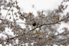 Bee in Blossom