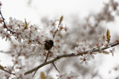 Bee in Blossom