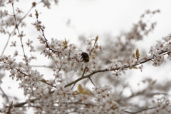 Bee in Blossom